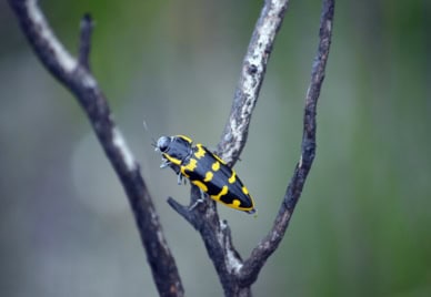 A beetle on the branch of a plant burnt in a bushfire