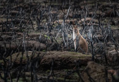 A wallaby searching for food in the wild after bushfires