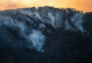 Site-based bushfire survey observation data