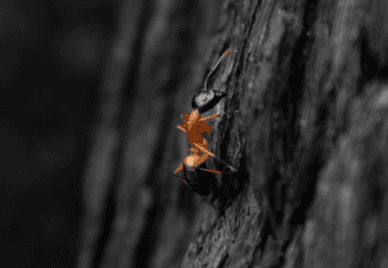 An ant on tree burnt in a bushfire