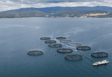 salmon aquaculture in Tasmania, Australia.